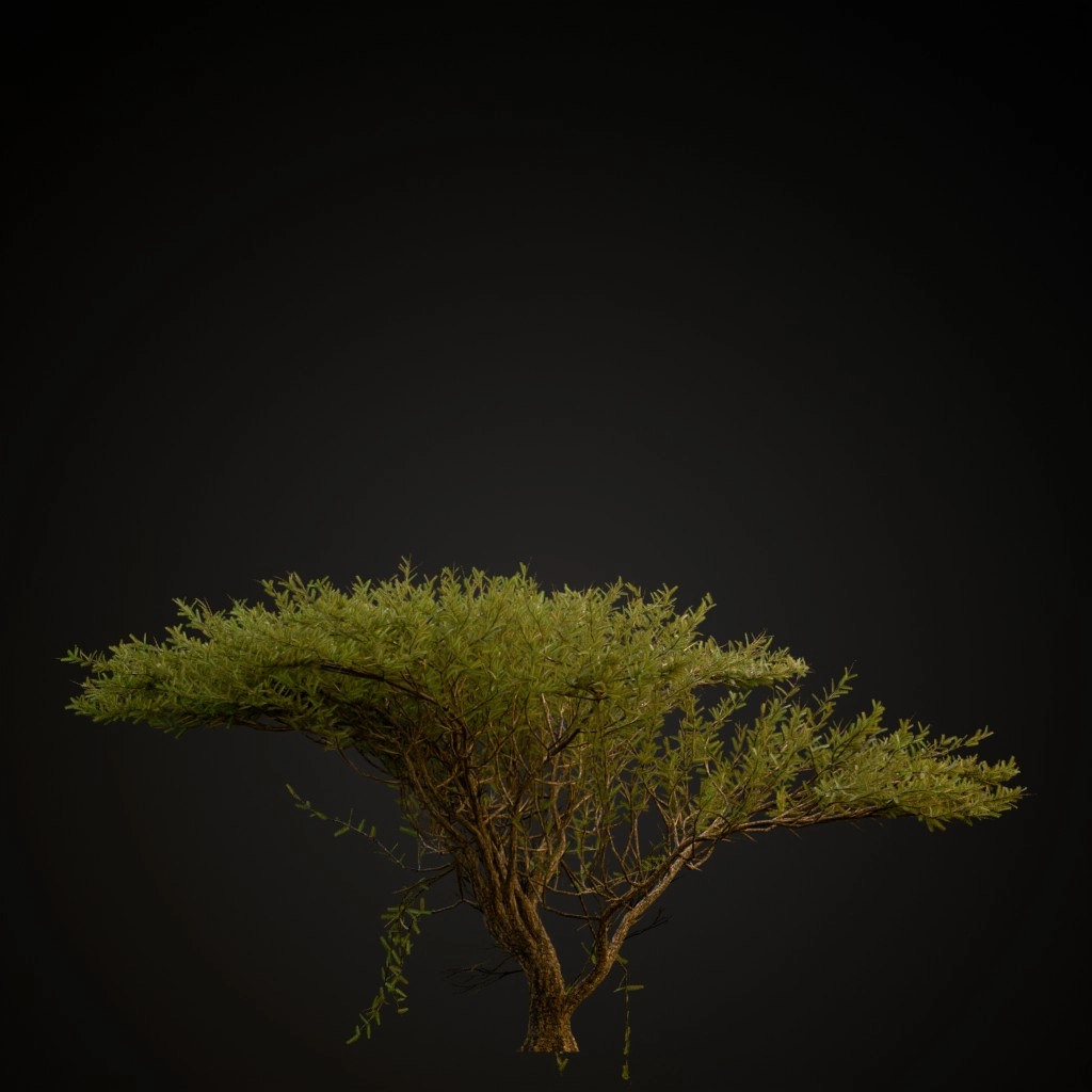 Umbrella Thorn