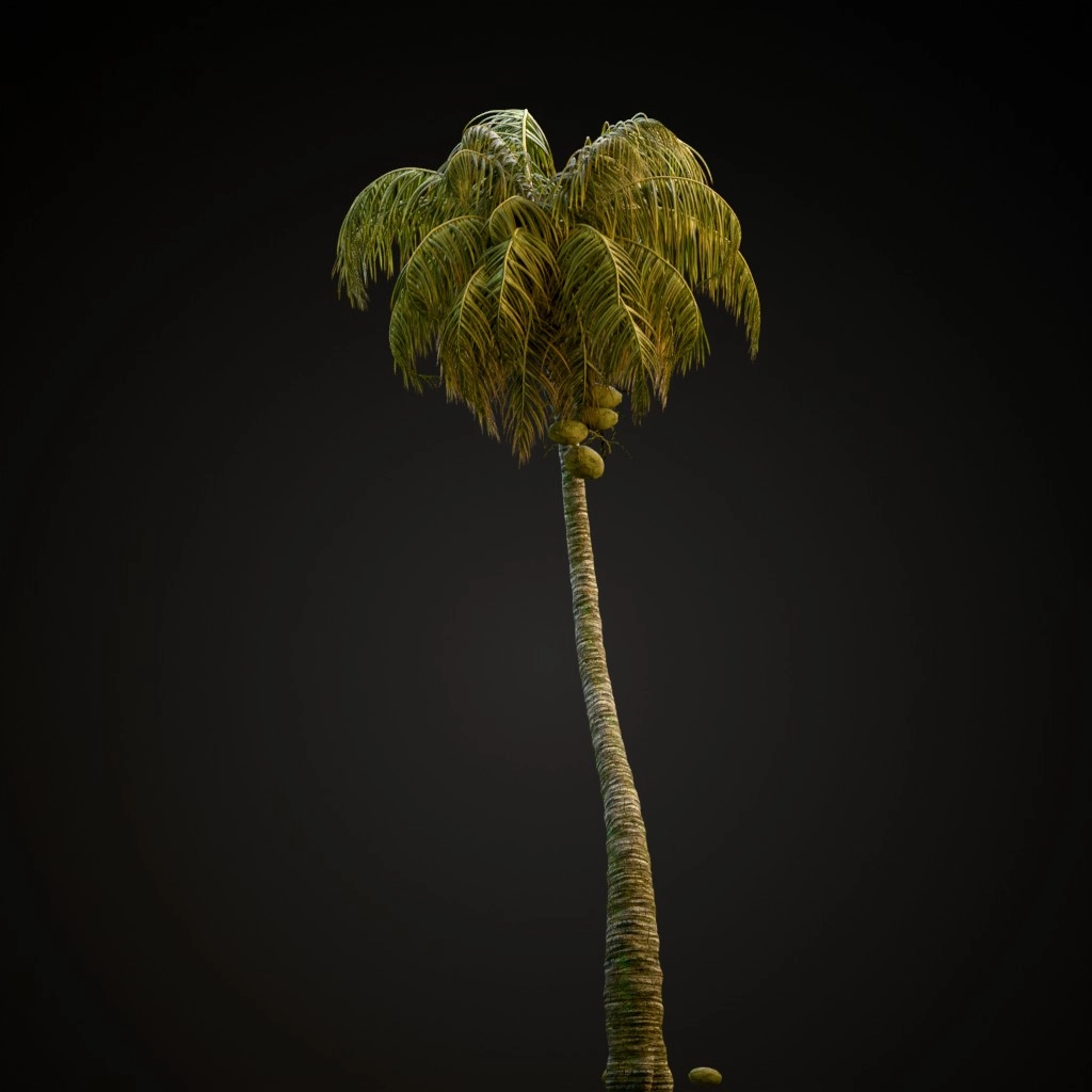 Coconut Palm