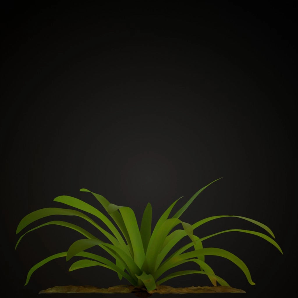 Red Guzmania