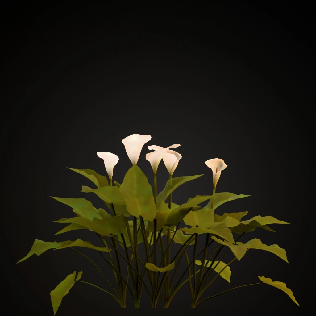 Calla Lily