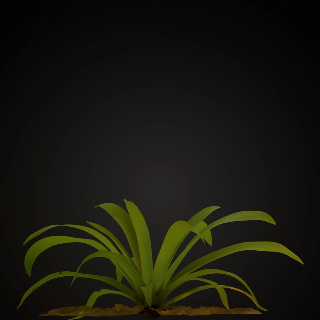 White Guzmania