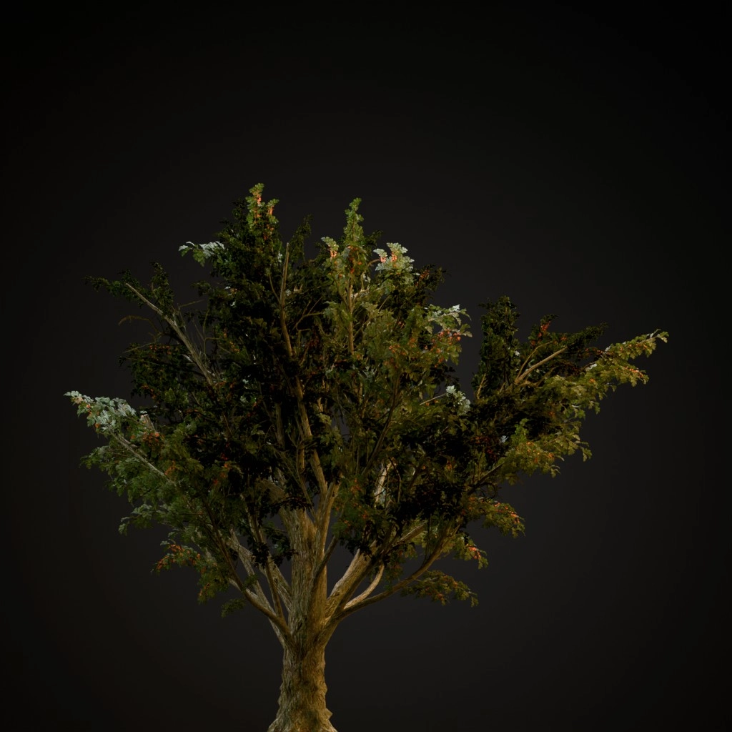 Common Hawthorn