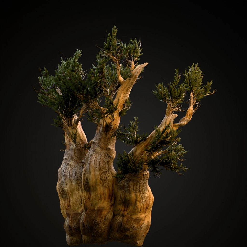 Bristlecone Pine