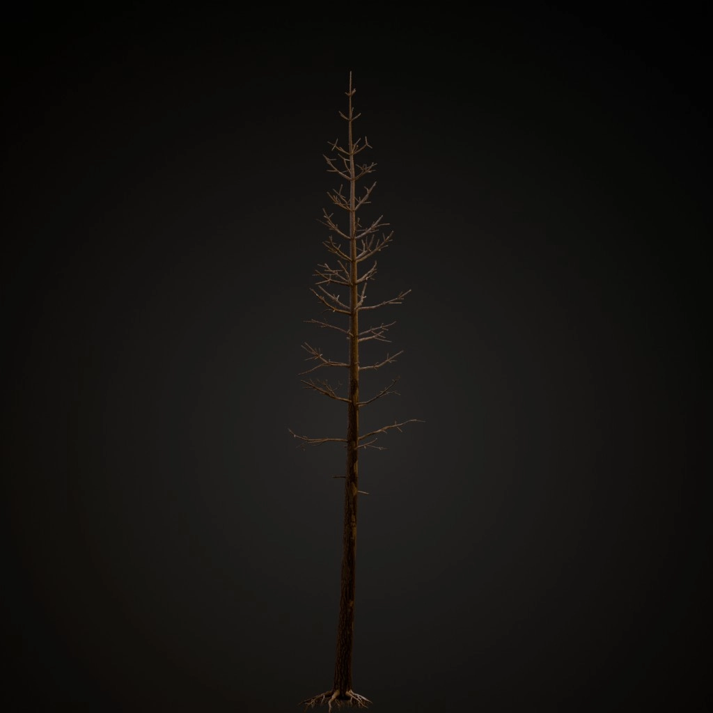 Dead Ponderosa