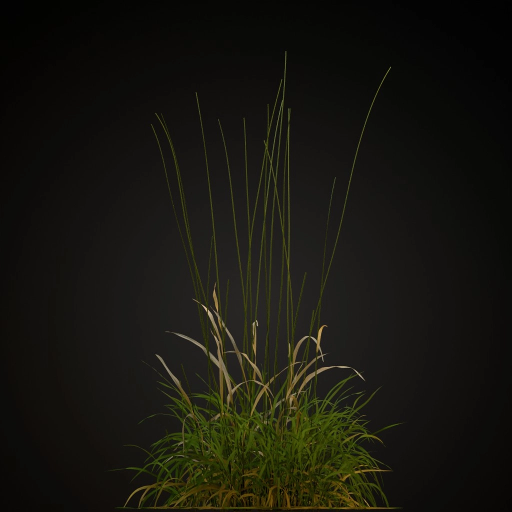 Tall Fescue