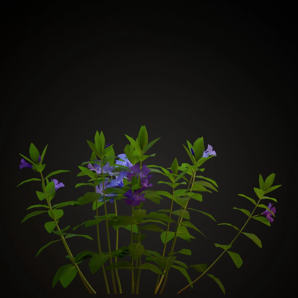 Lesser Periwinkle