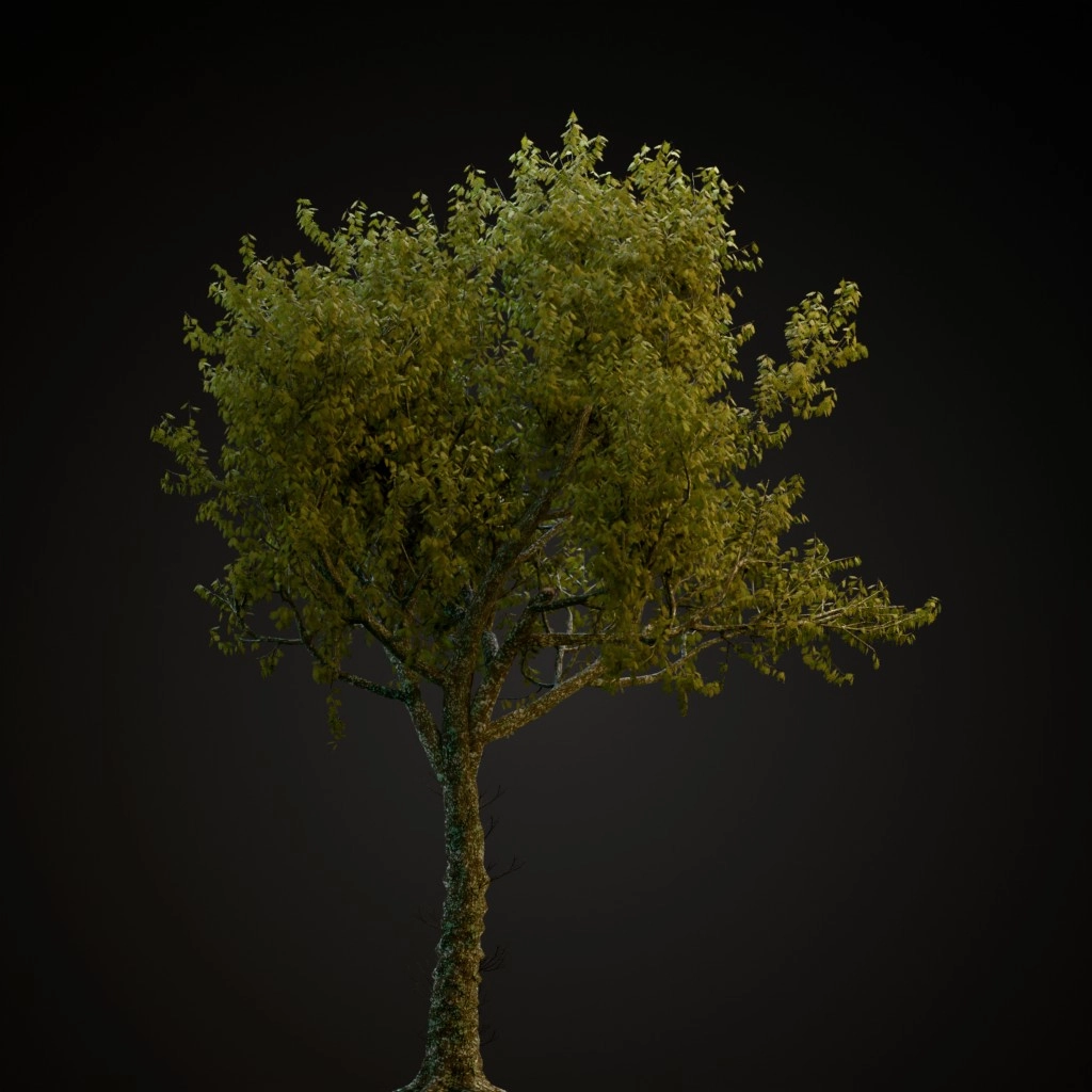 Red Oak