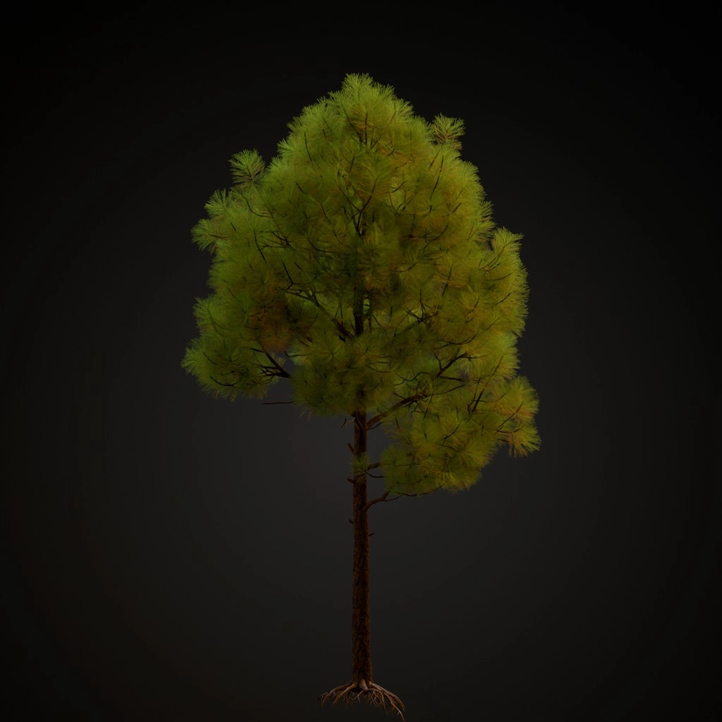 Slash Pine V3