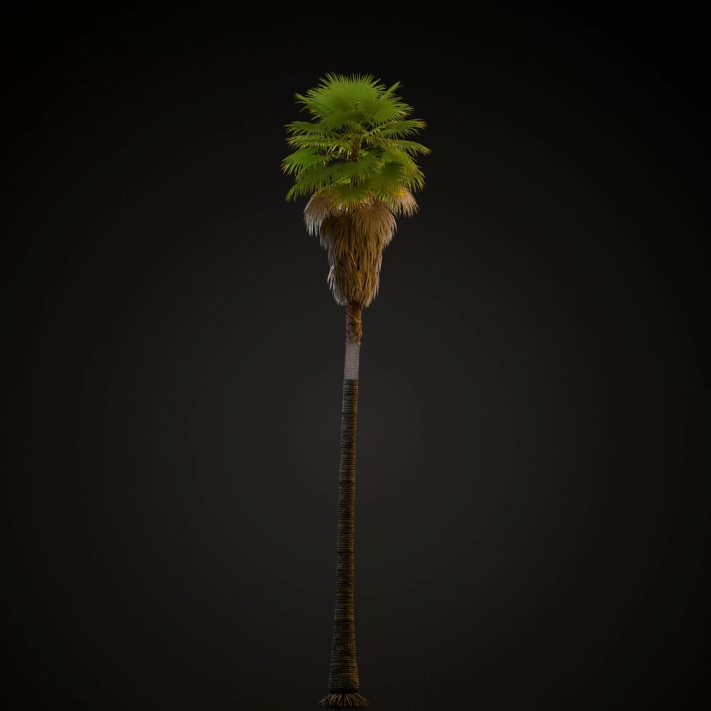 Mexican Fan Palm