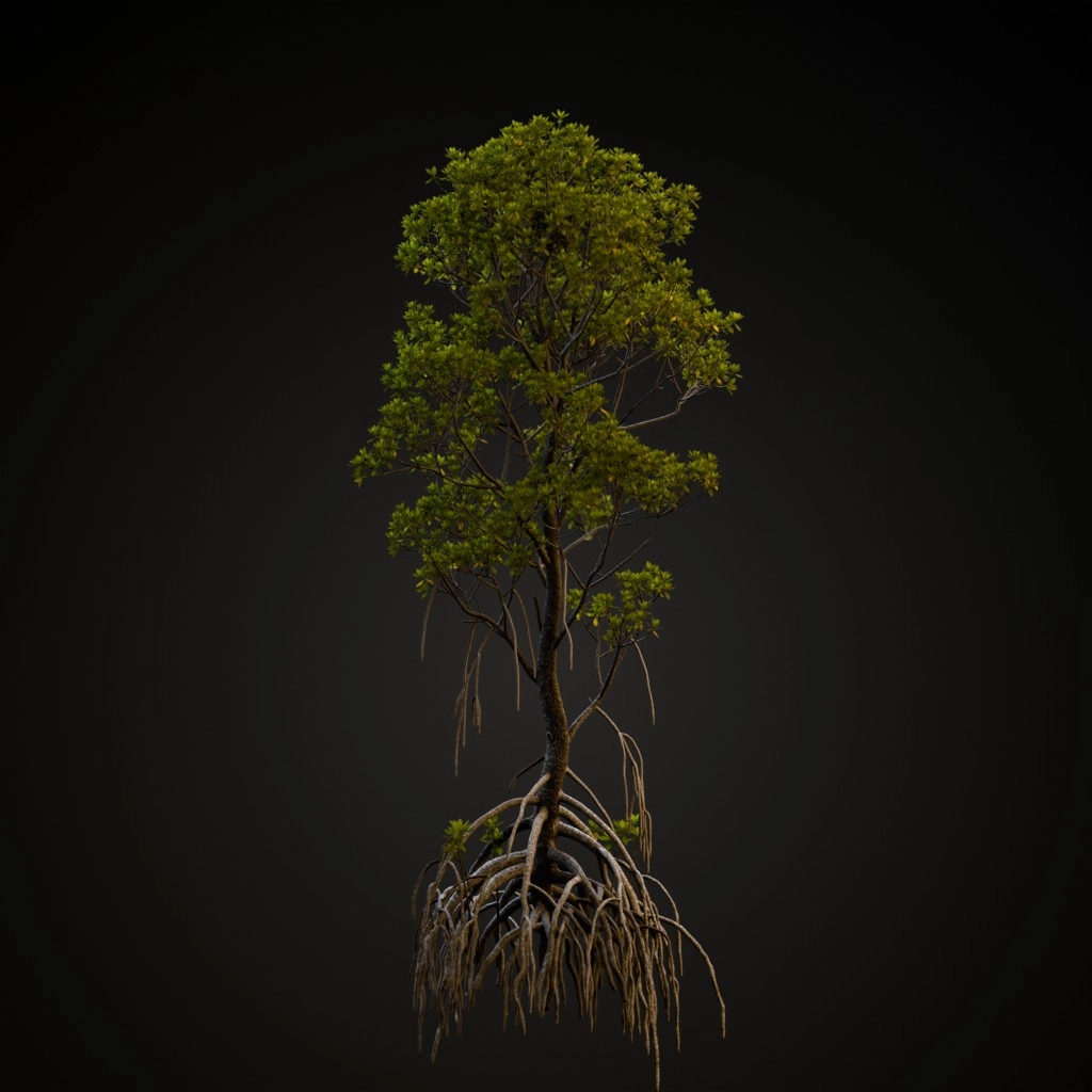 Mangrove
