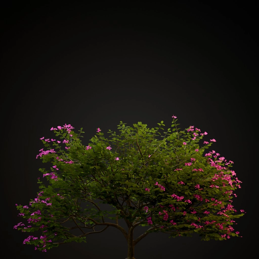 Hong Kong Orchid