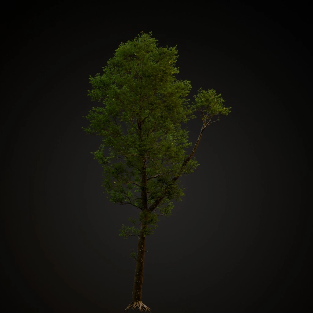 English Oak