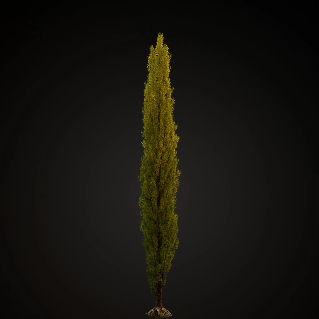 Lombardy Poplar