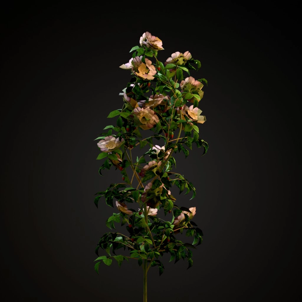 Dog Rose