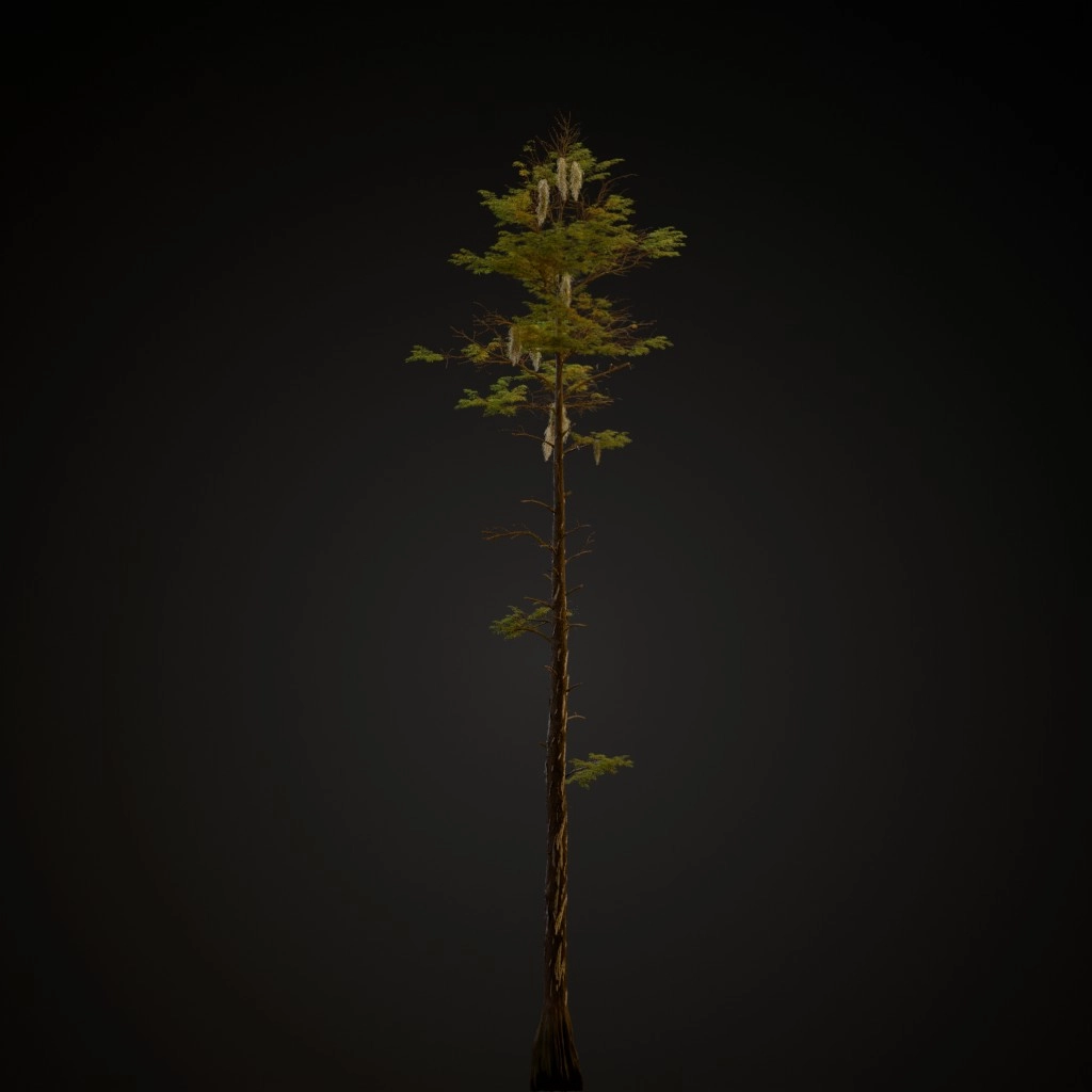 Bald Cypress V3