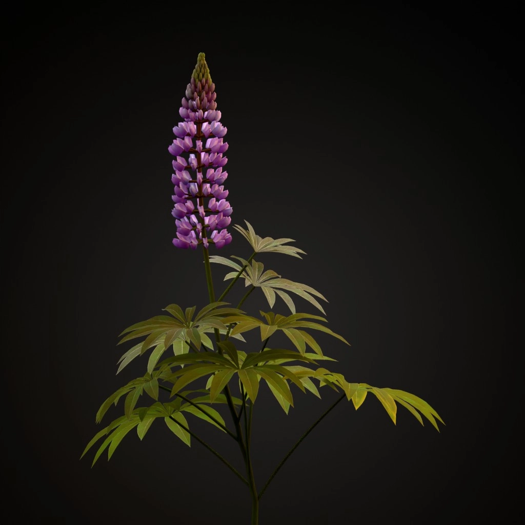 Bigleaf Lupine