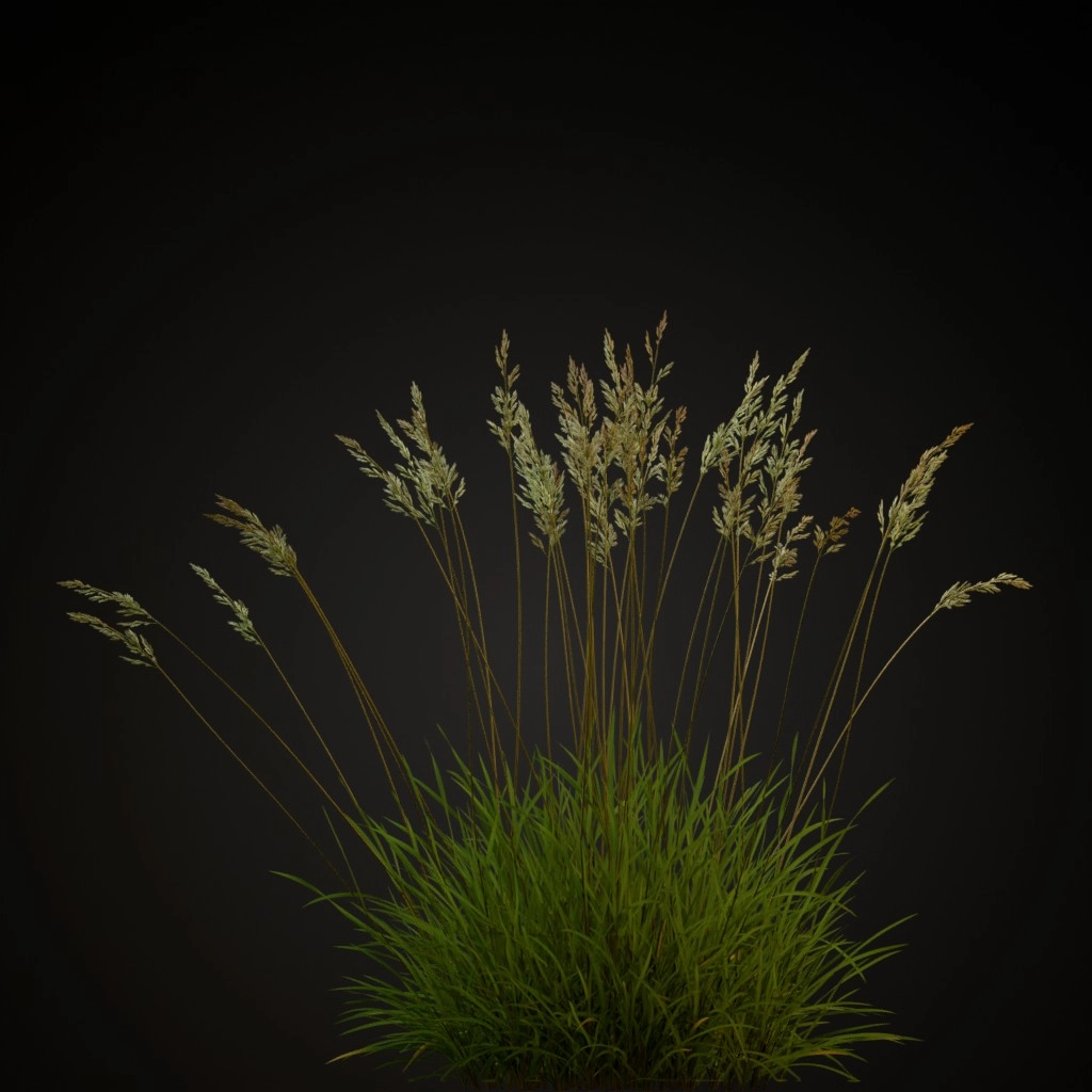 Red Fescue