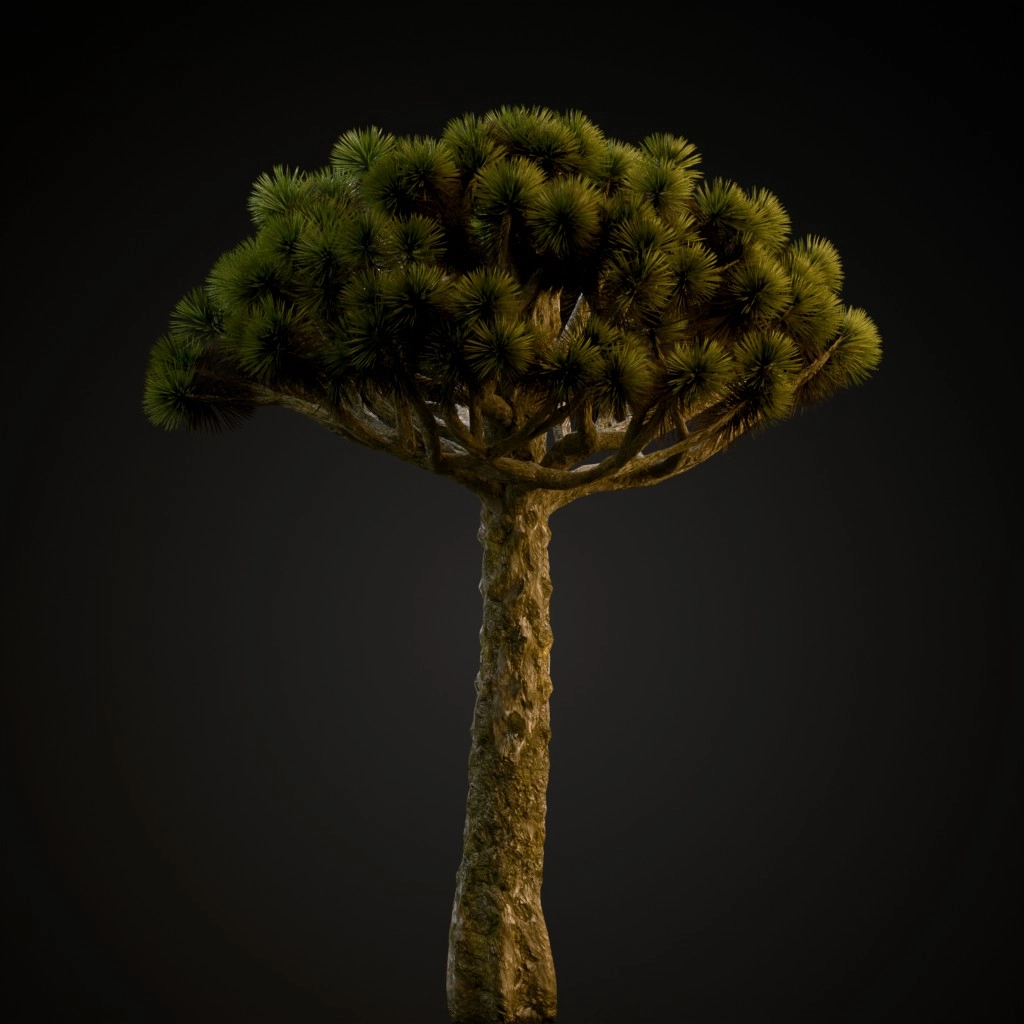 Dracaena