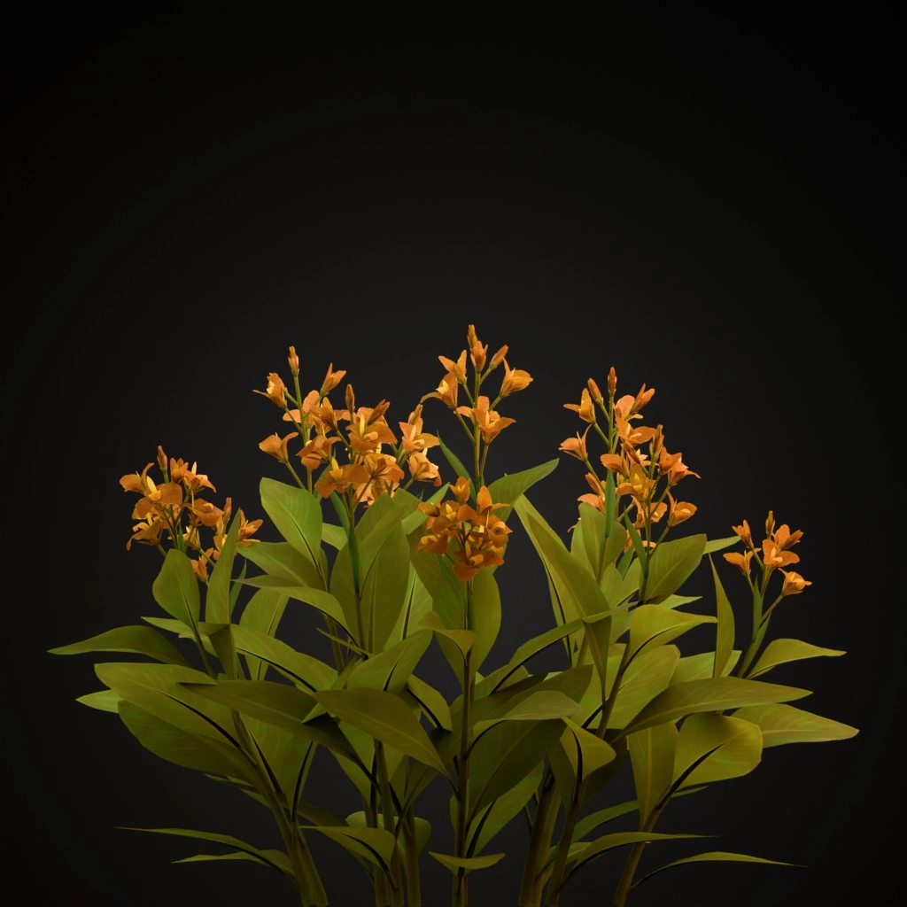 Orange Canna Lily