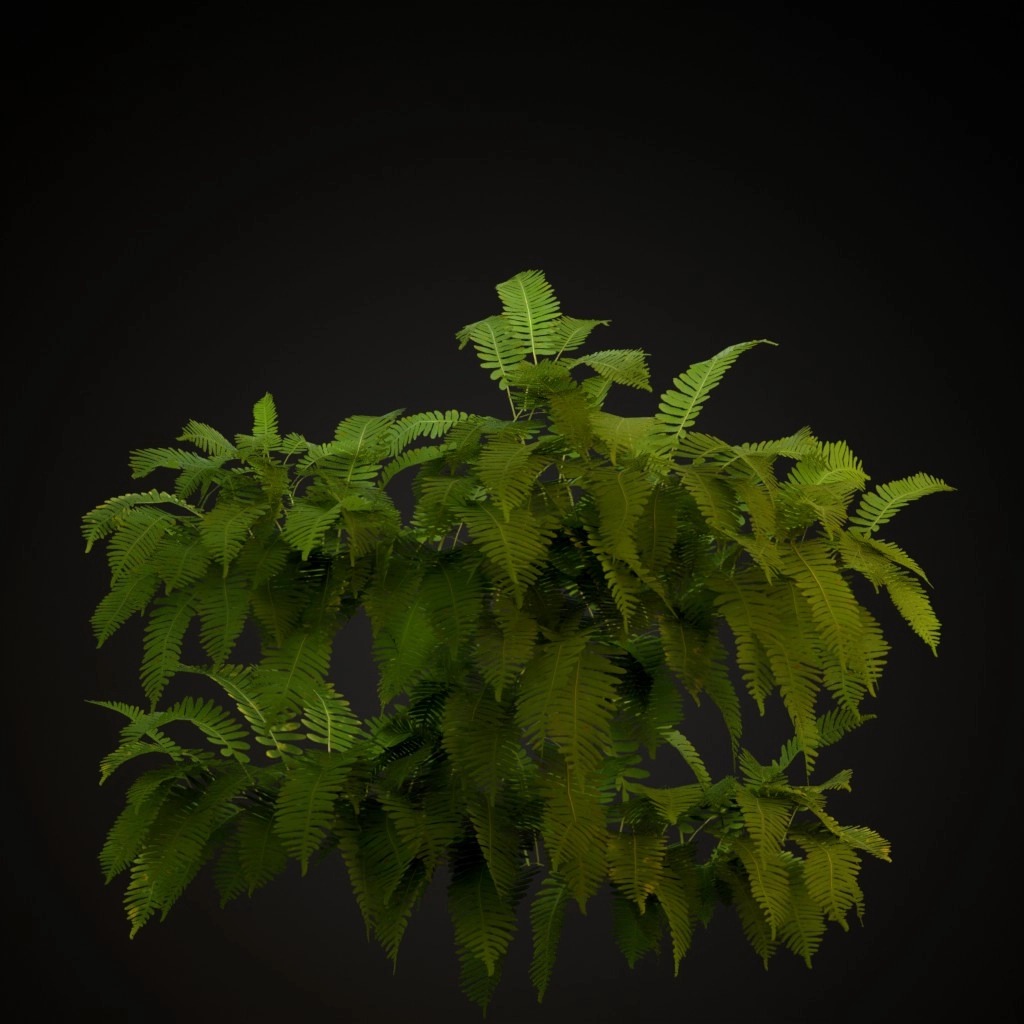 Common Polypody