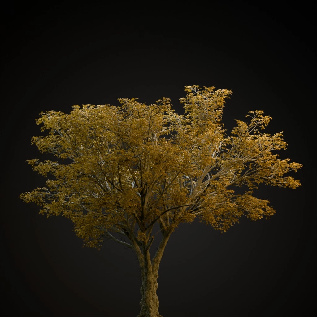 American Elm