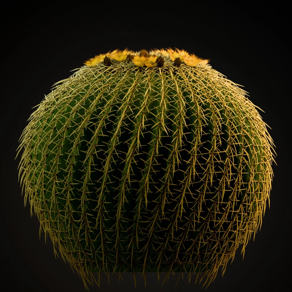 Golden Barrel Cactus