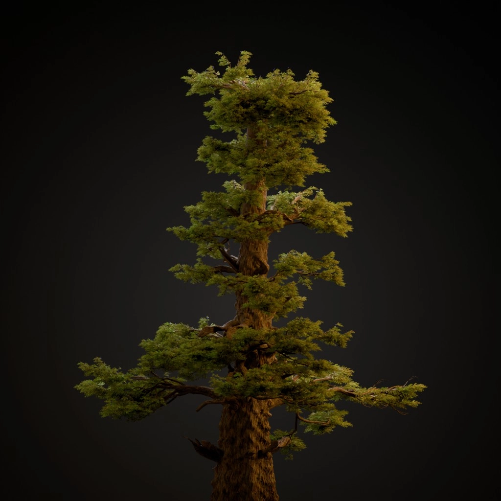 Western Juniper