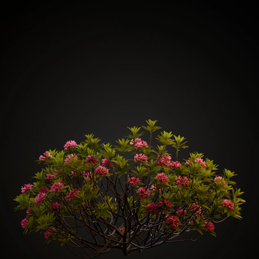 Alpine Rose