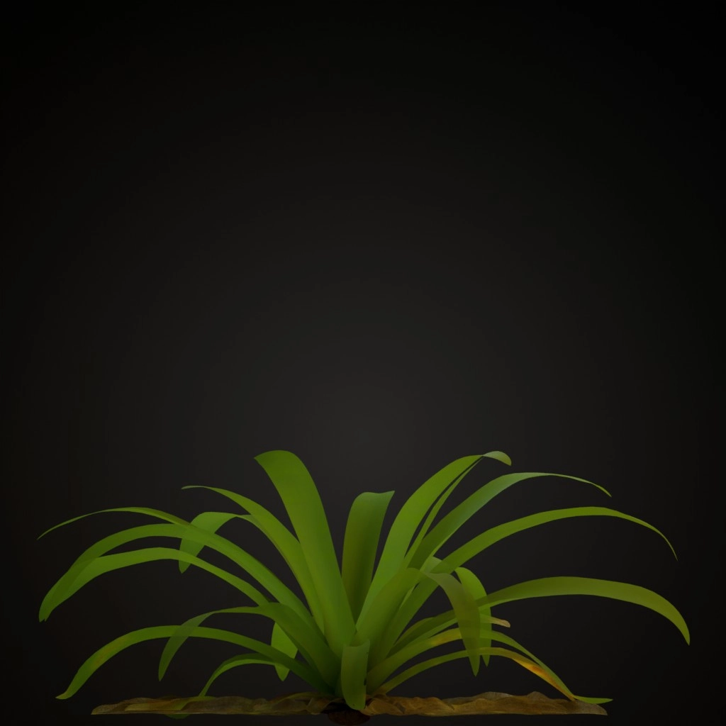 White Guzmania