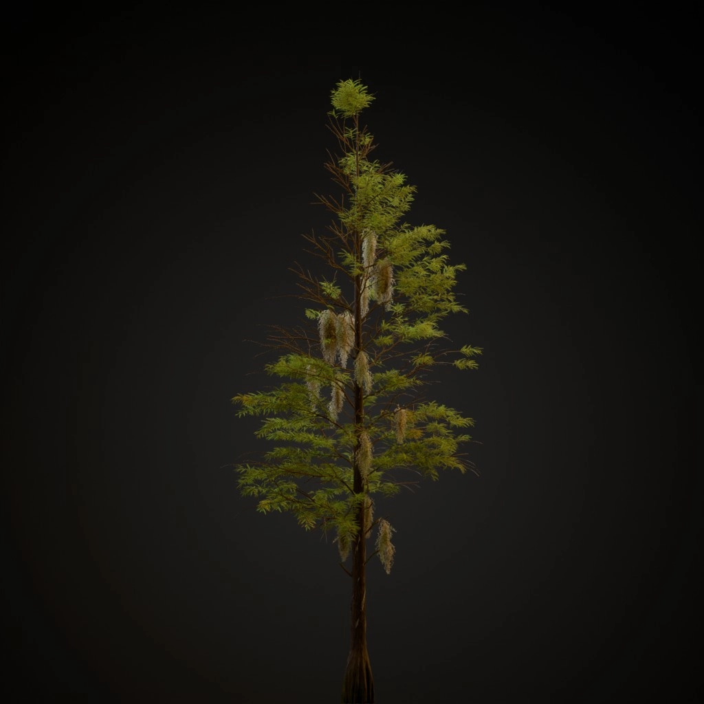 Bald Cypress V2