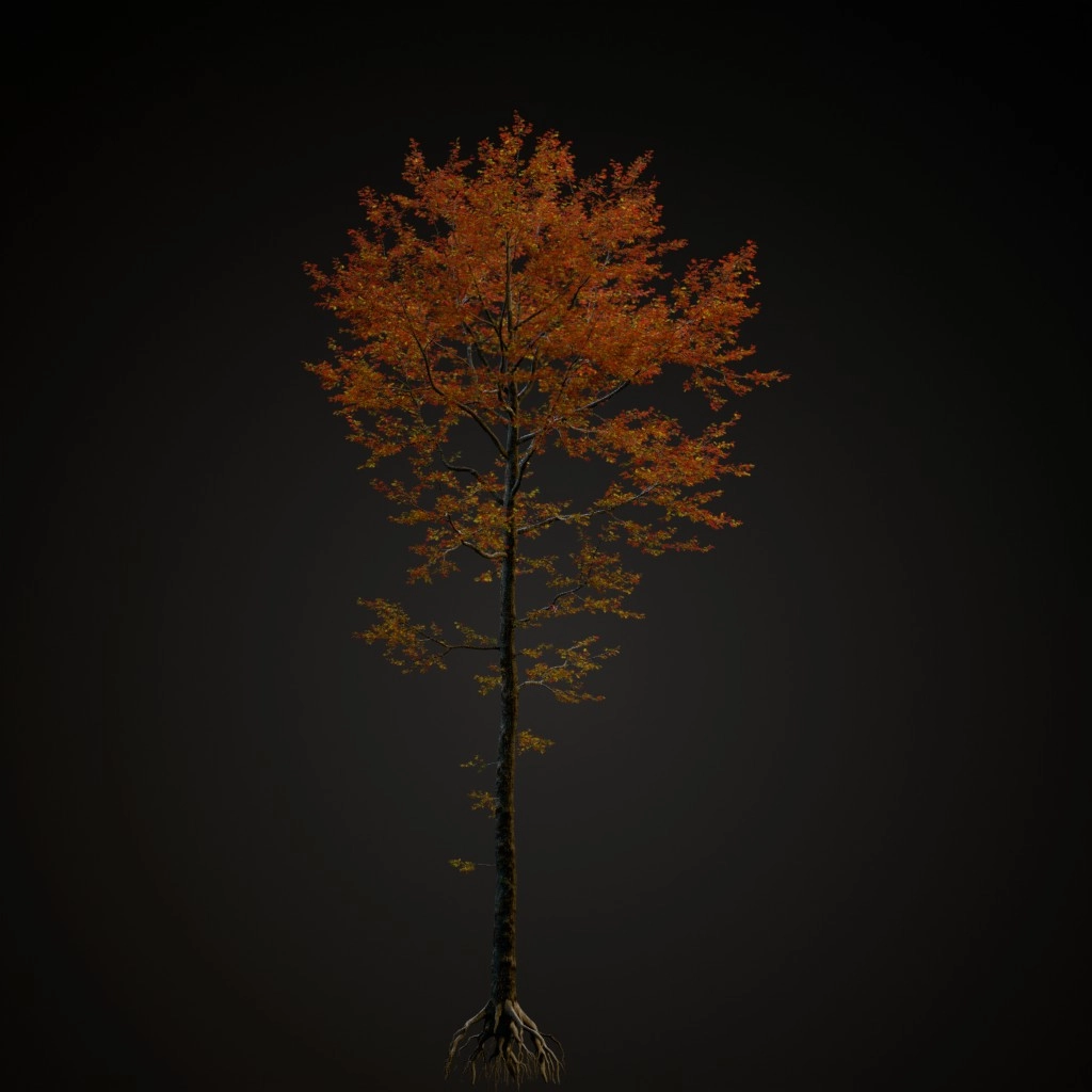 Pin Oak
