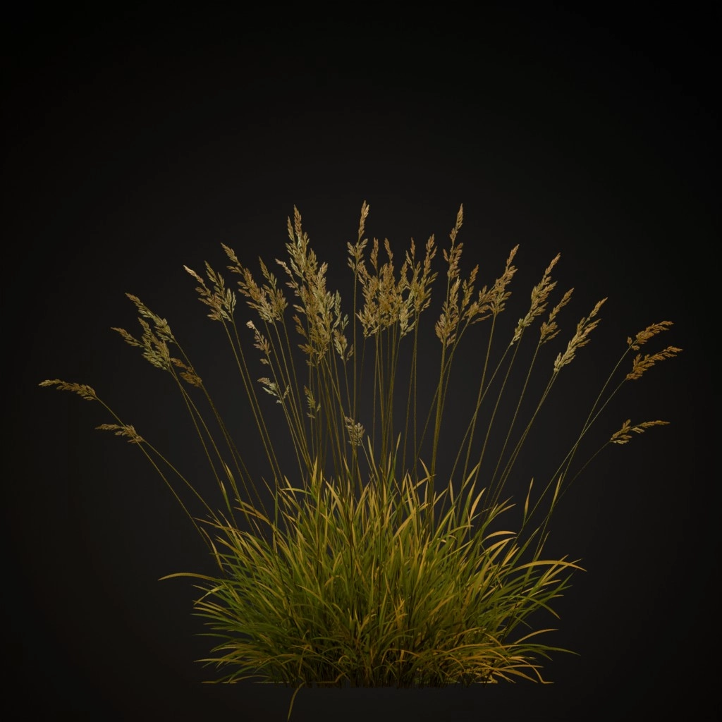 Red Fescue