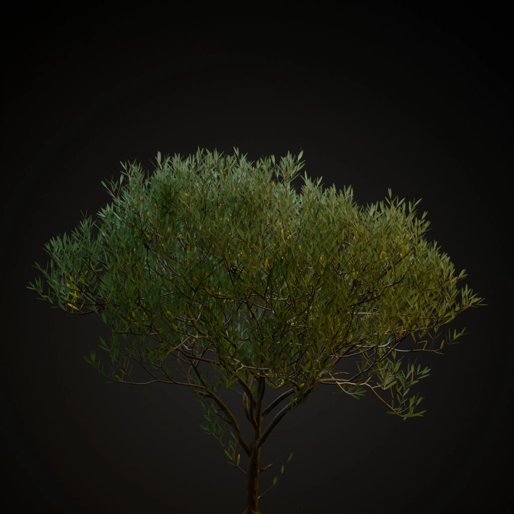Olive Tree