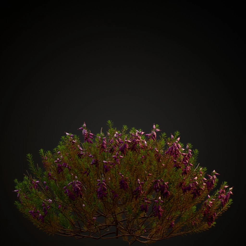 Winter Heath Light Pink