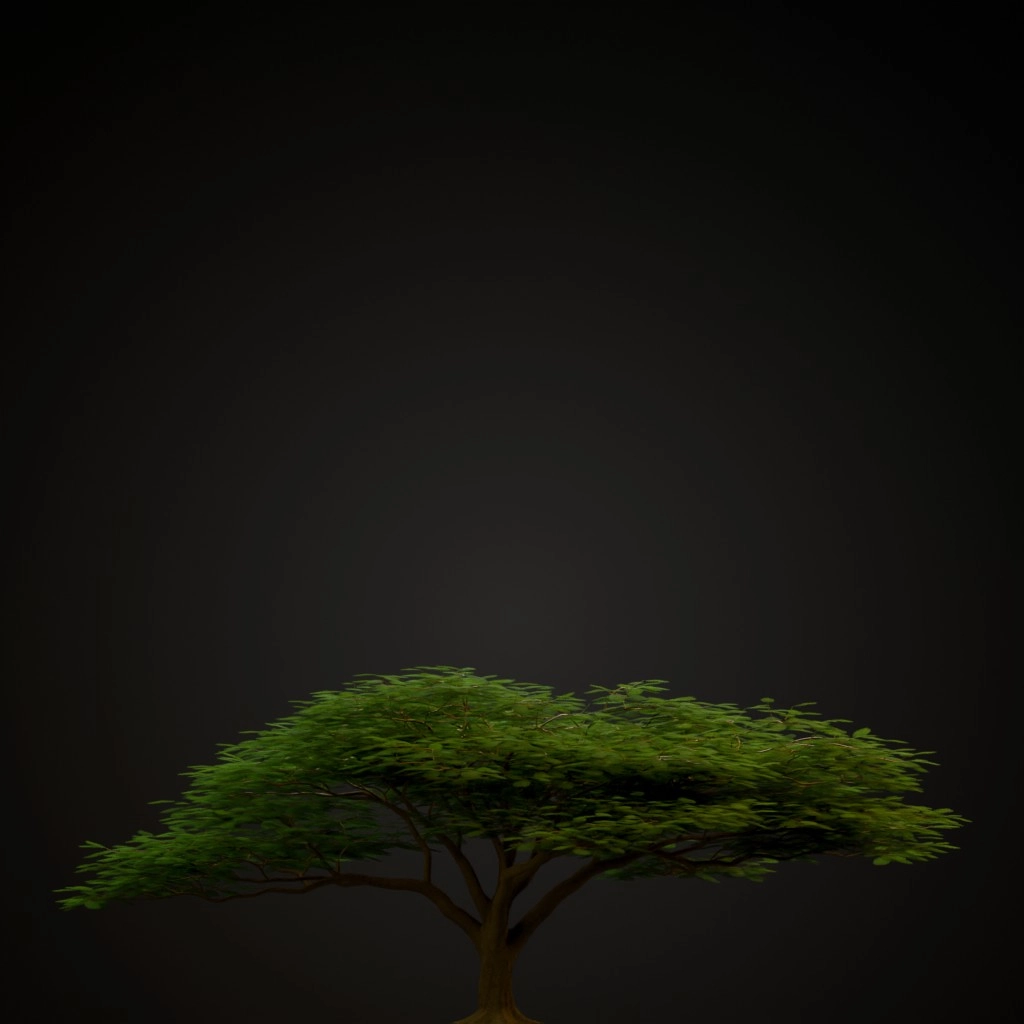 Royal Poinciana